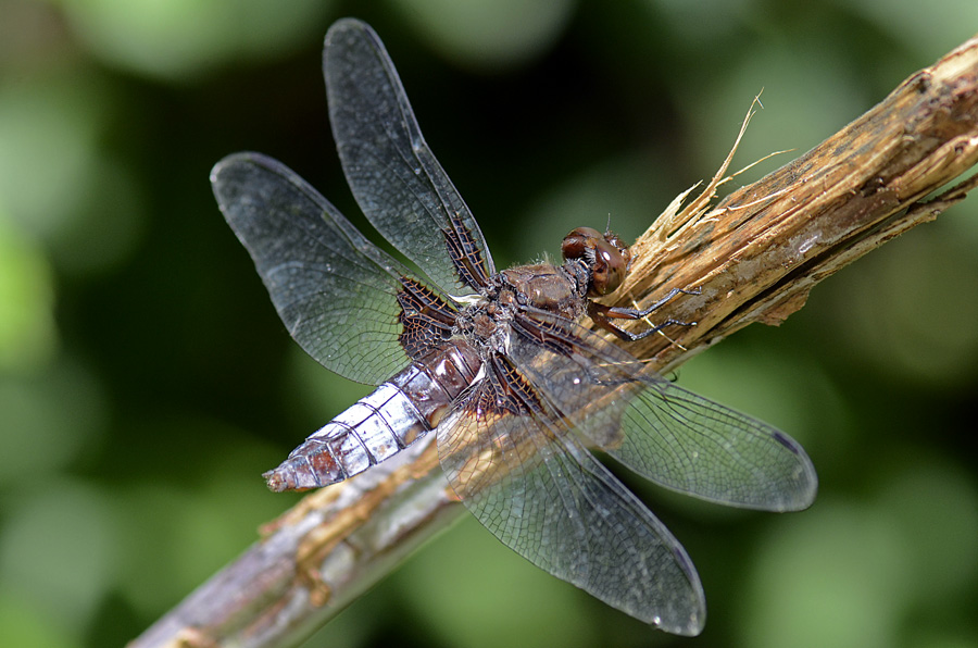 Libellula depressa? - S, femmina